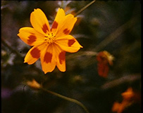 Marinella Pirelli
